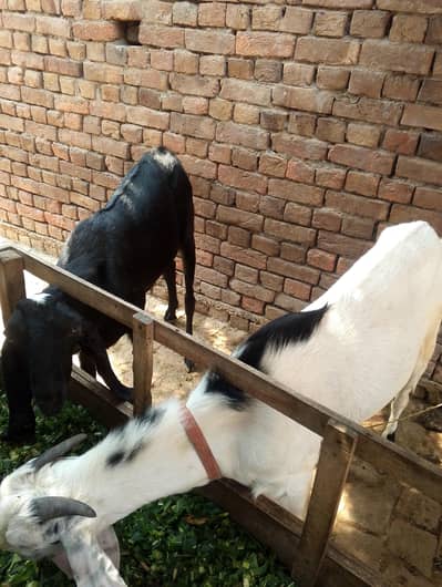 Beautiful Pair of Young Goats (14 Months) - For Sale