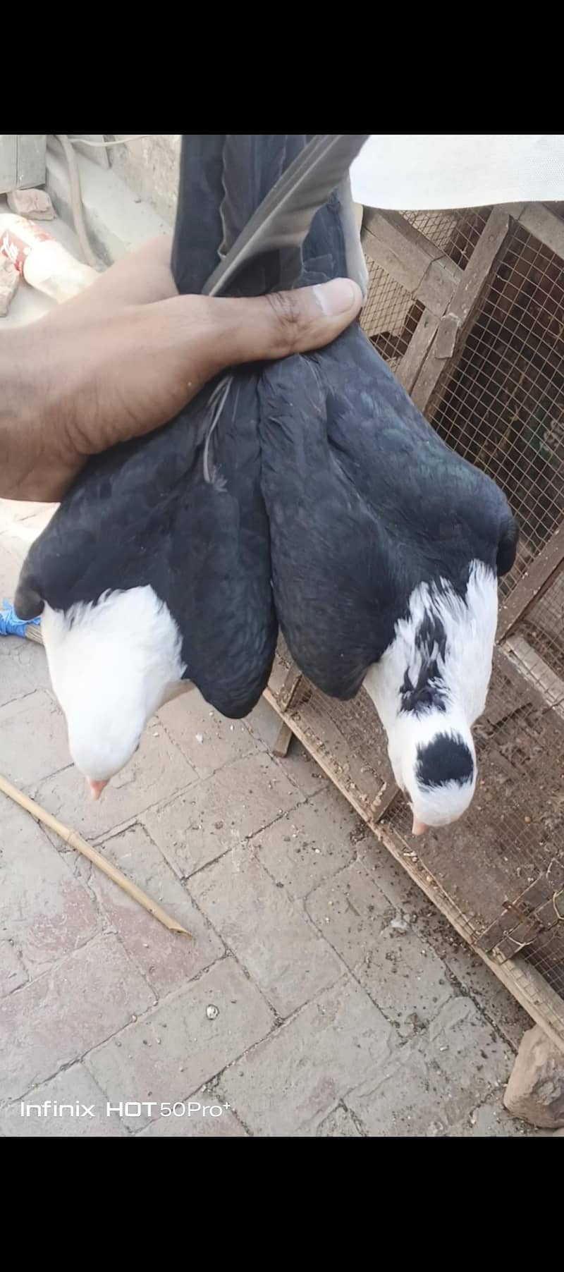 karbalai 5
