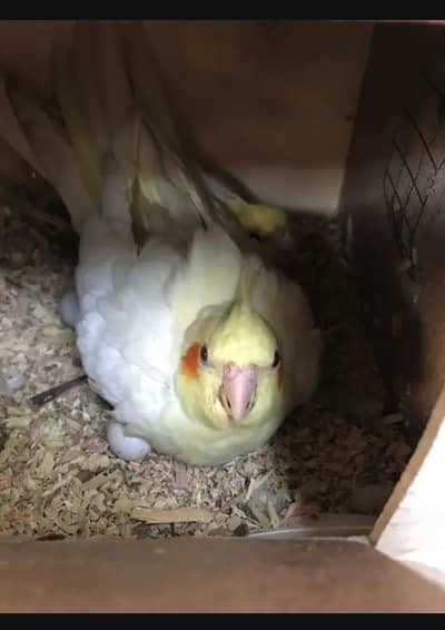 (ENO-red eye) Cocktail Breeder Pair + IRON CAGE