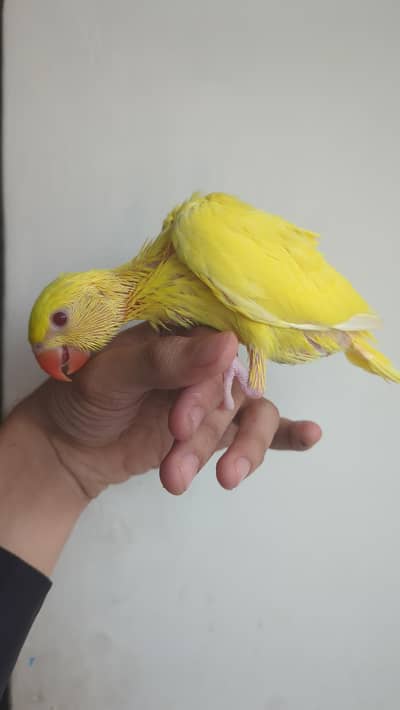 yellow ringneck parrot chick