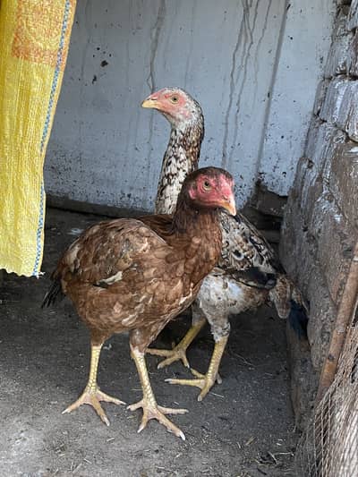 Pure aseel miawali hens for sale