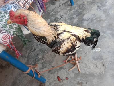 for sale