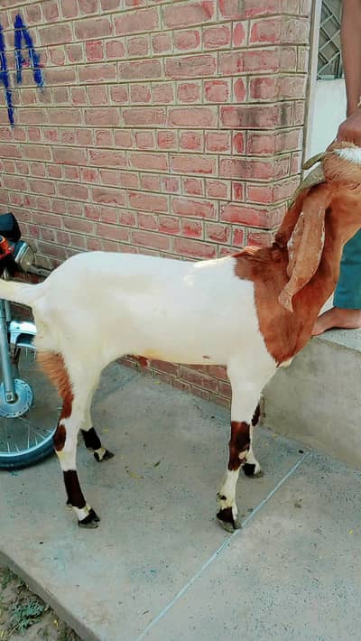 white bakra