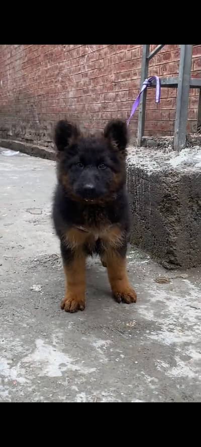 German Shepherd for sale WhatsApp number 0319.2144599