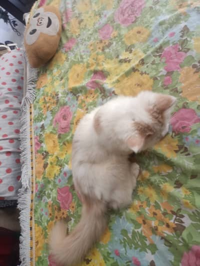Kitten for sale