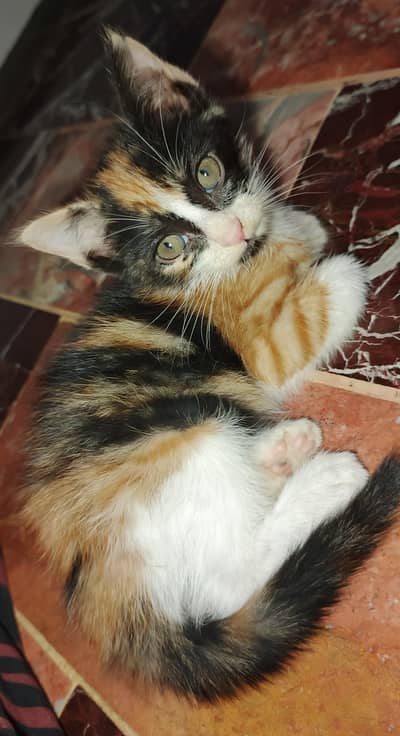 urgent sell female kitten calico