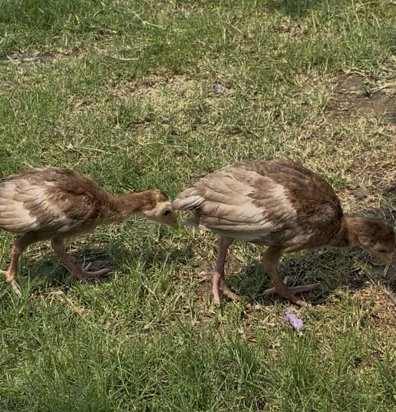 Turkey Chicks 0