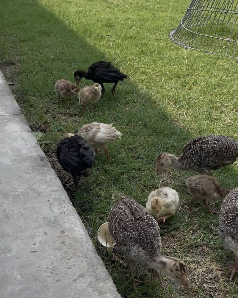 Turkey Chicks 1