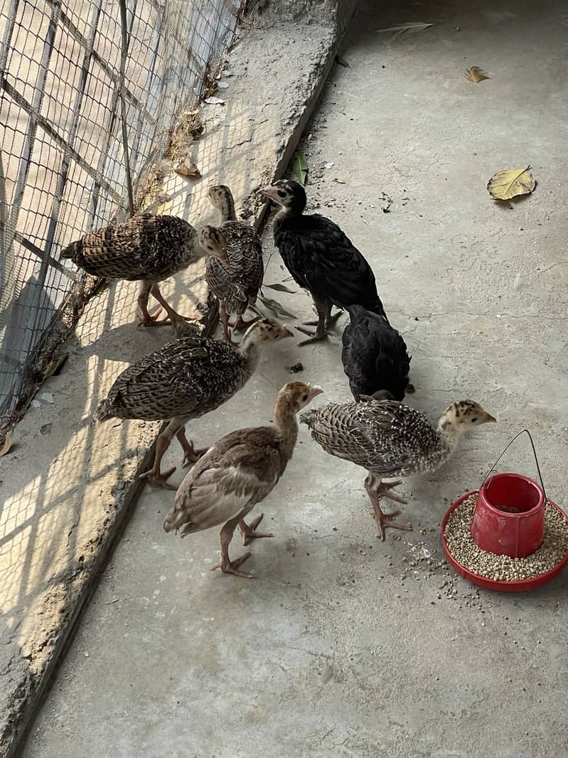 Turkey Chicks 2