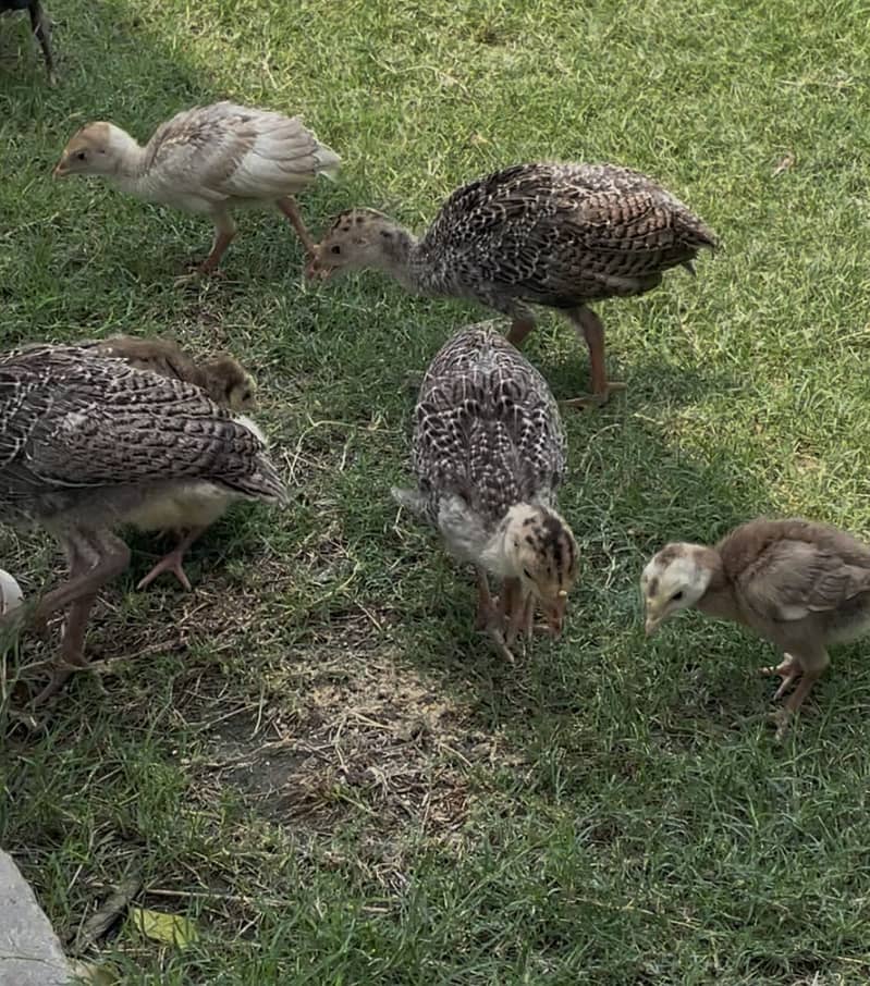 Turkey Chicks 3