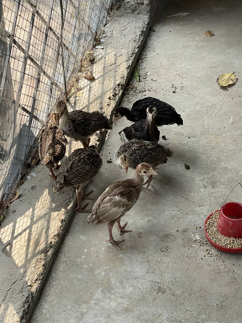Turkey Chicks 4