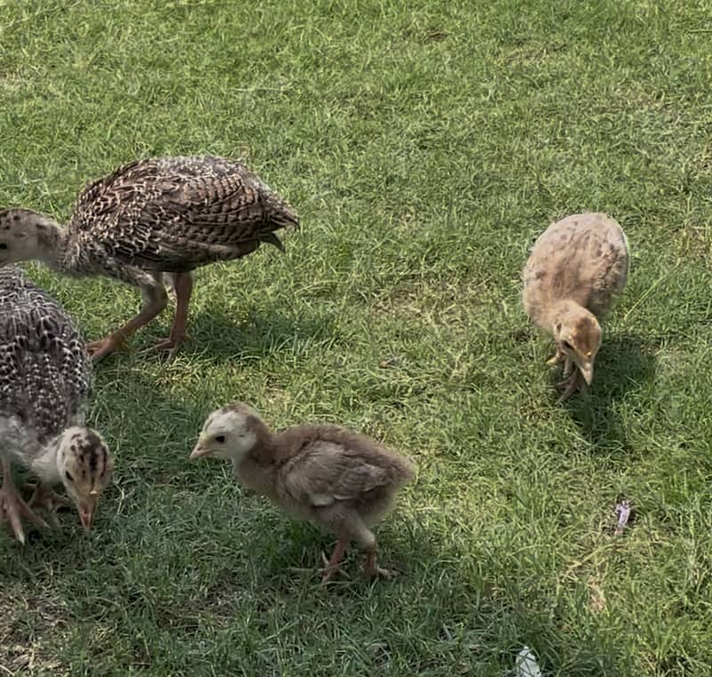 Turkey Chicks 5