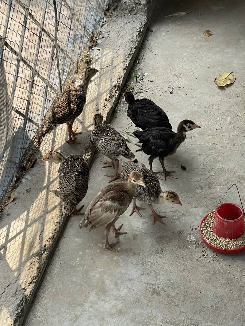 Turkey Chicks 6