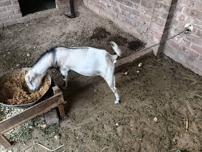 Kunj/khusri/teddy/goat/bakri/sheep/tedda