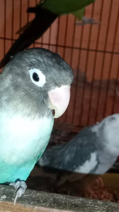 Mutation lovebird blue color , male adult, breeder