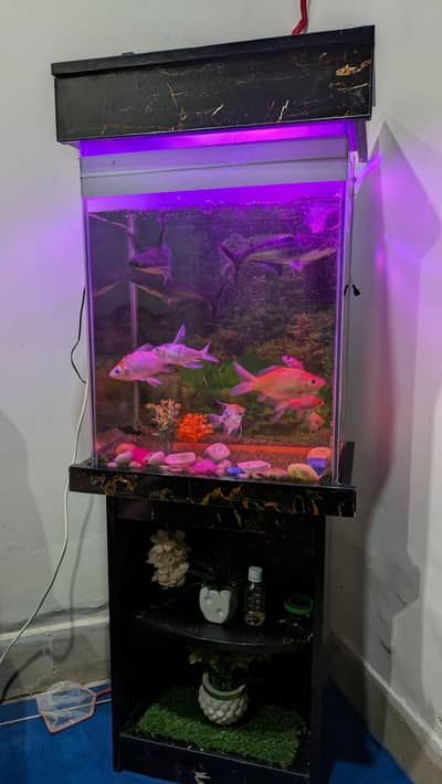 fish aquarium