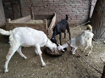 1 male 2 female