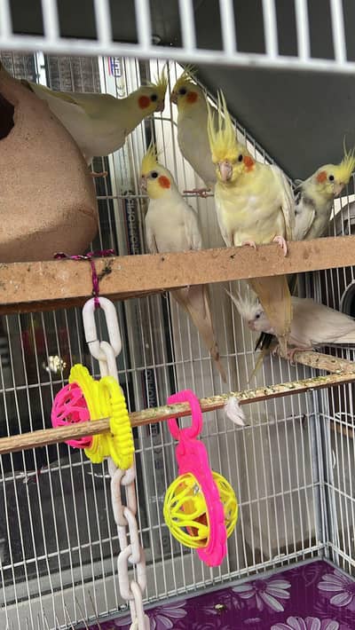 cocktiel parrots