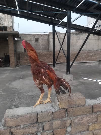 paper white murghe & other Aseeles murghay Murghian