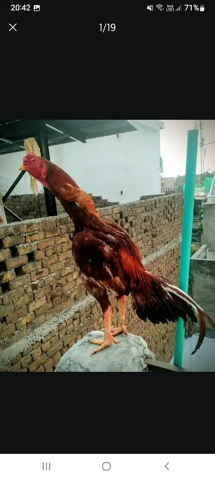 All set upp 4 male 8 female  2 black  two white hen 6 male &chick's
