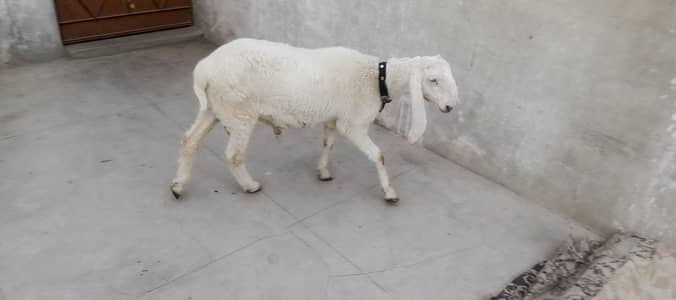 Dumba for sell 7 month ka