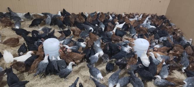 All kinds or chiks and hens available