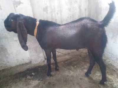healthy and active males jori 03035846813 ghar k pale huay.