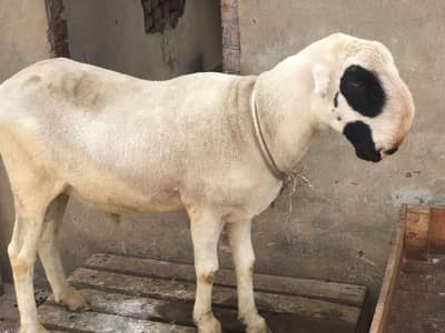 Qurabani sheep