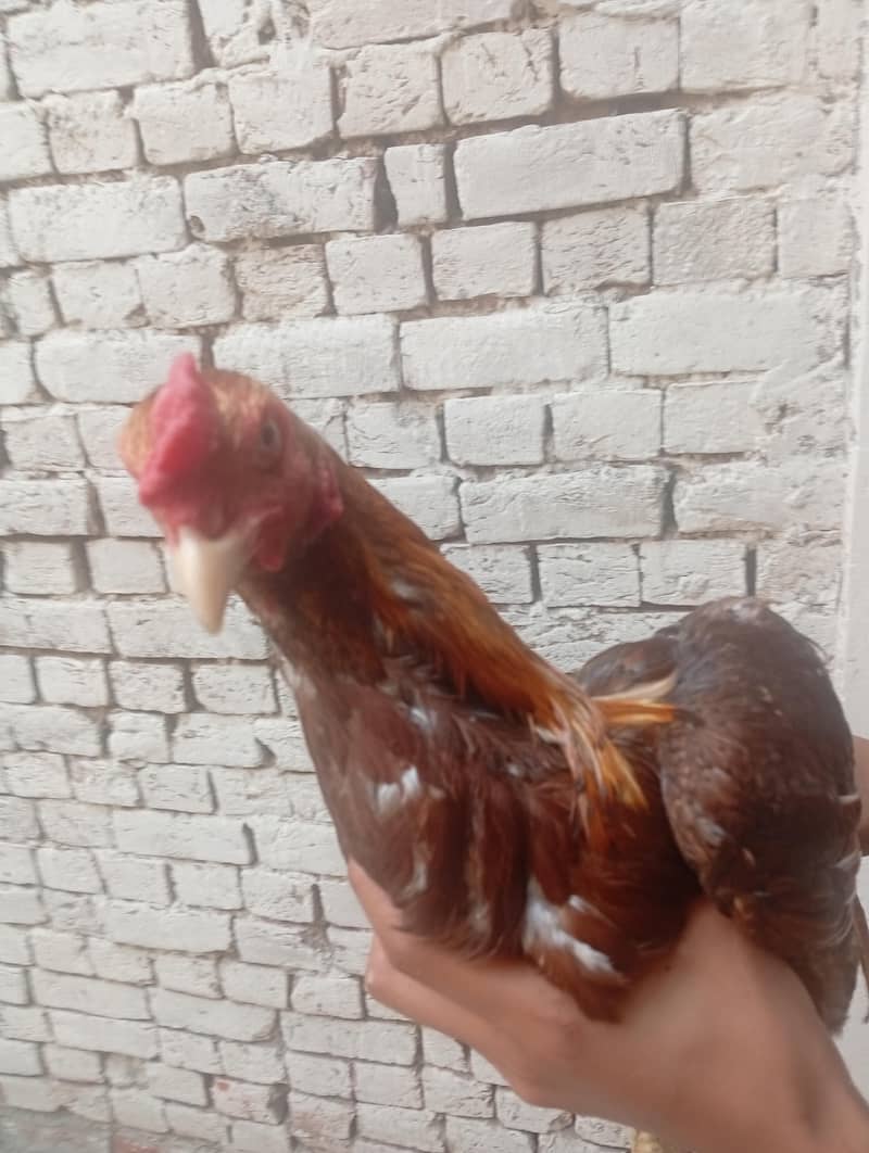 Hello 1