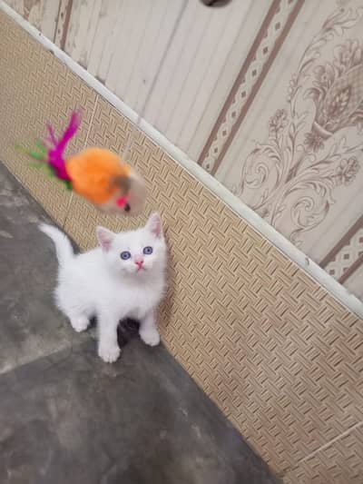 Persian male  kitten / Double coated/ hazel eyes / 03187020013/