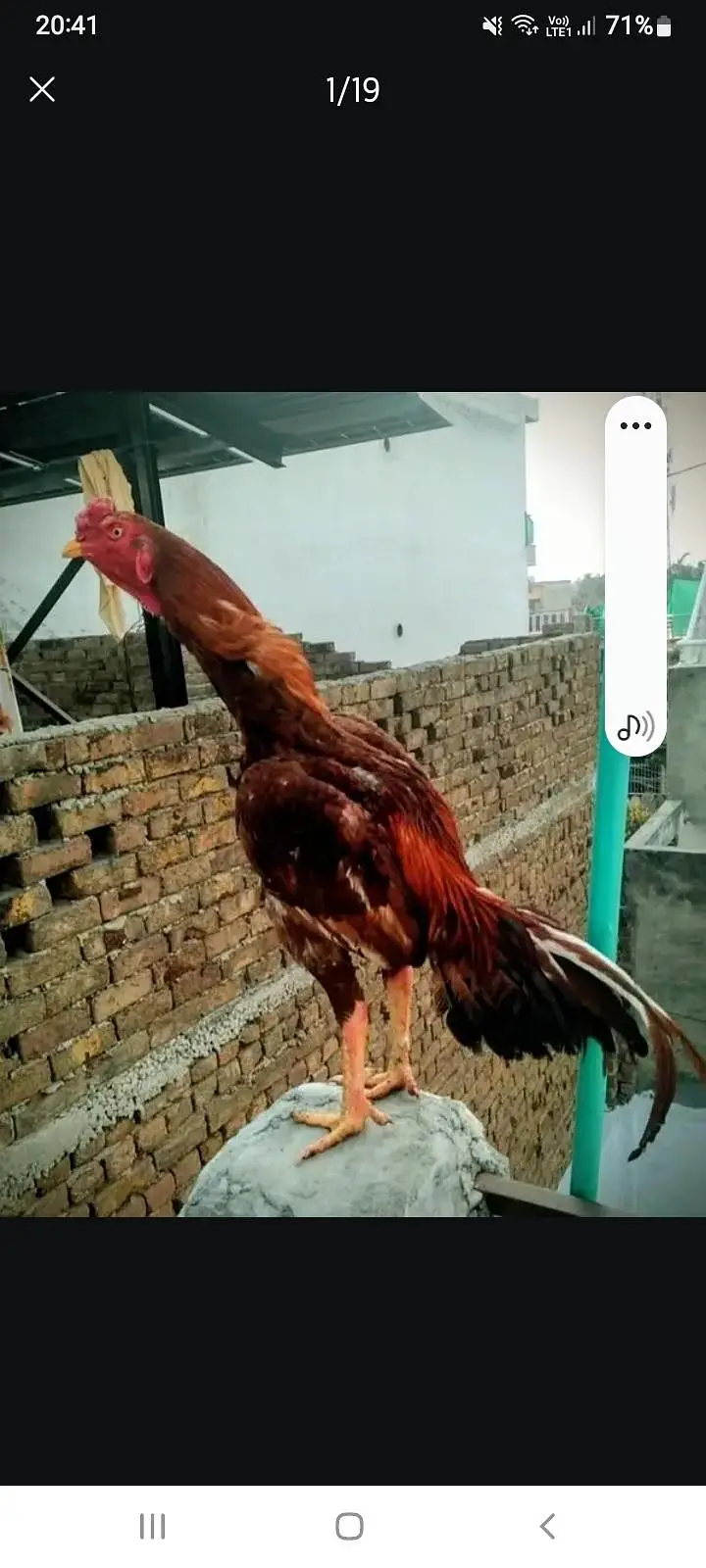 All set upp 4 male 8 female  2 black  two white hen 6 male &chick's — photo 2
