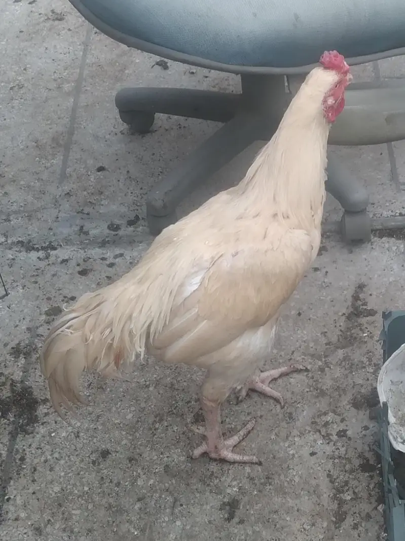 All set upp 4 male 8 female  2 black  two white hen 6 male &chick's — photo 3