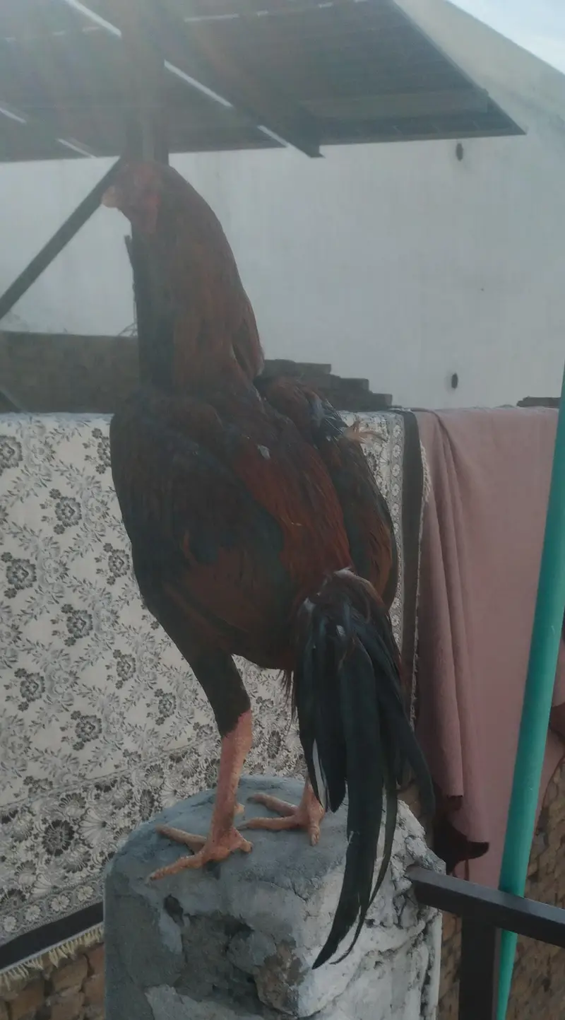 All set upp 4 male 8 female  2 black  two white hen 6 male &chick's — photo 5