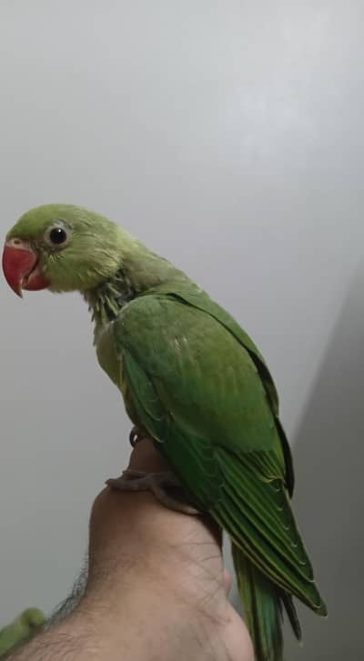 Ringneck Chick