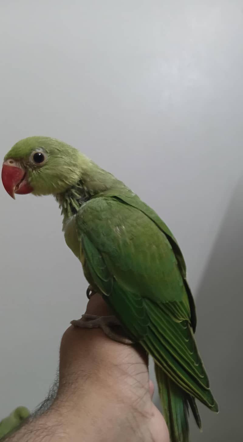Ringneck Chick 0
