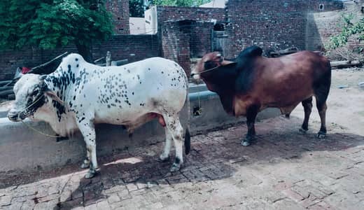 Pure Saihiwal /Chulstani Bulls