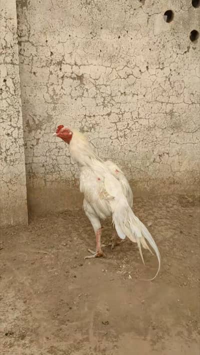 Heera aseel