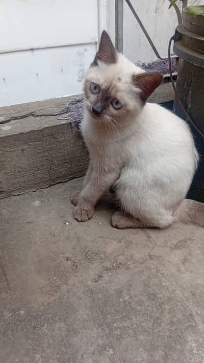 Thai cat
