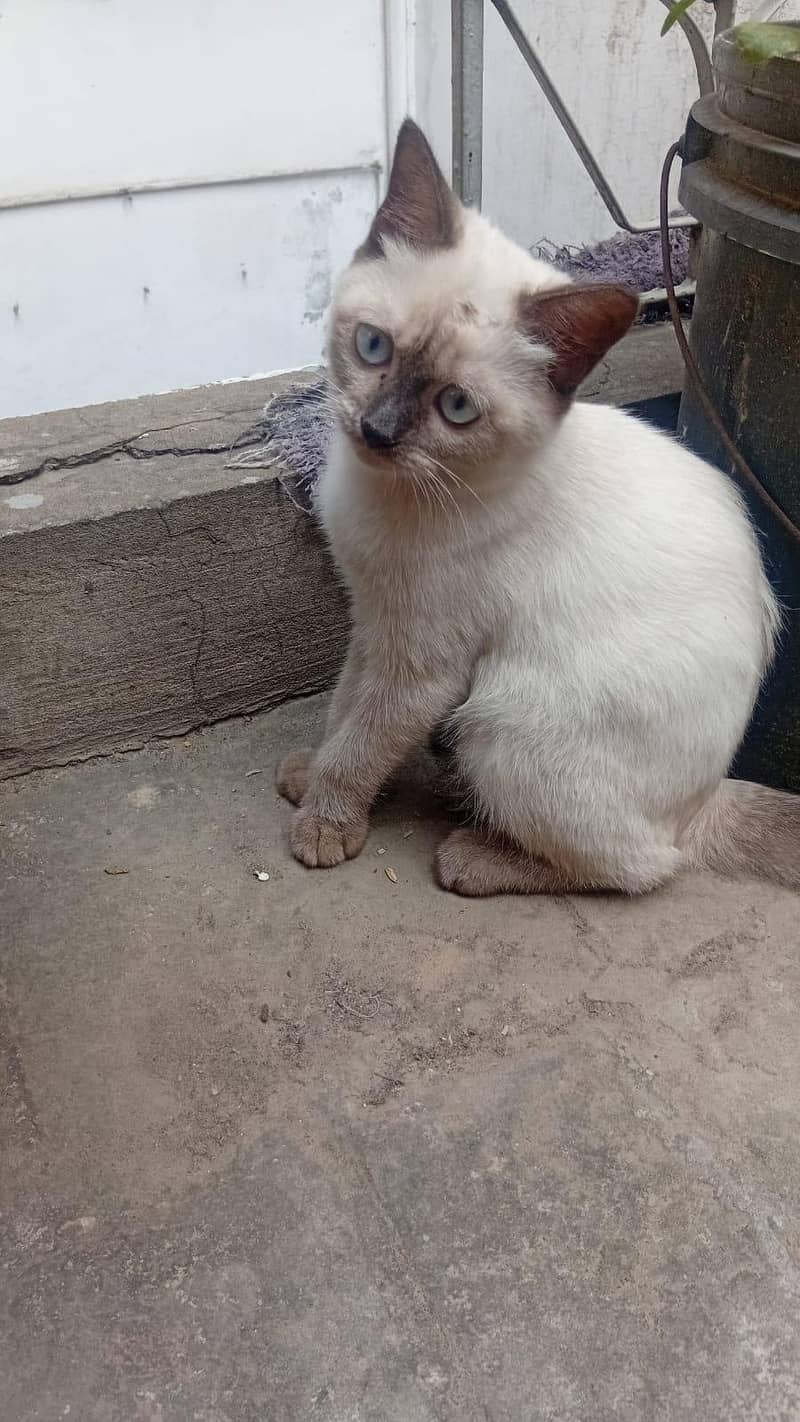 Thai cat 0