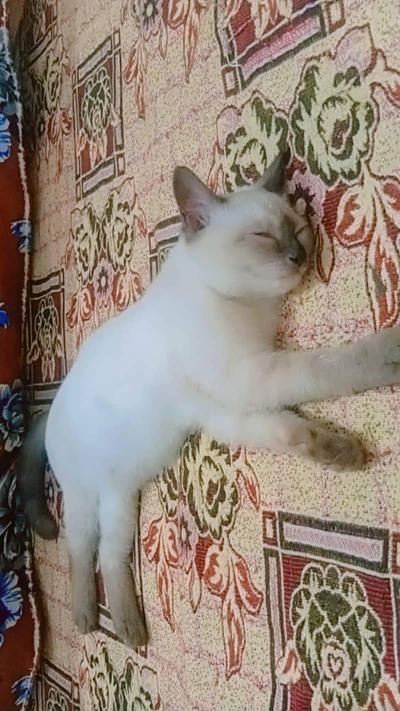 Thai cat 1