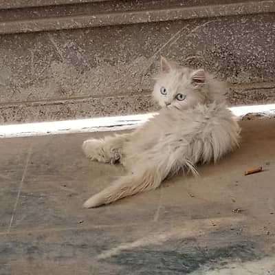 Female Cat