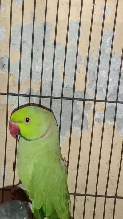 Male breeder parrot for sale