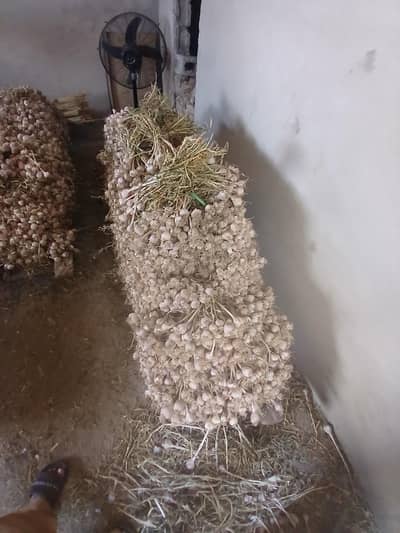 Fresh pink garlic for sell