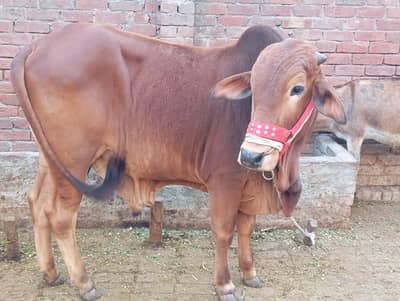 wacha available for sale 03204627322