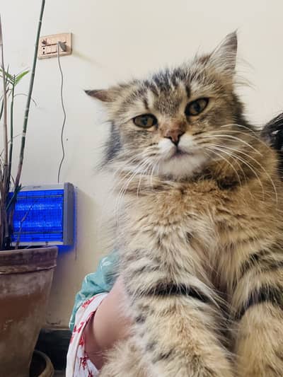 Triple coated brown Persian cat