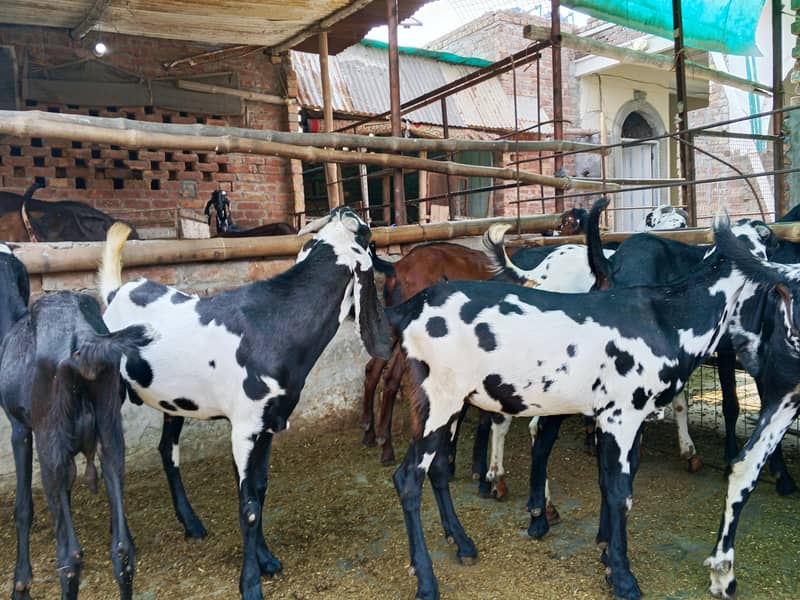 قربانی کے بکرے فار سیل  دیسی بکرے براے فروخت وزن کروایا  بکری لے جائیں 4
