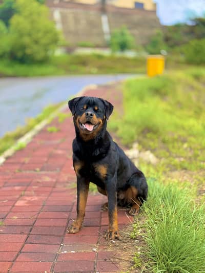 Pedigree Male Rottweiler Strong bloodline Pakistan siger