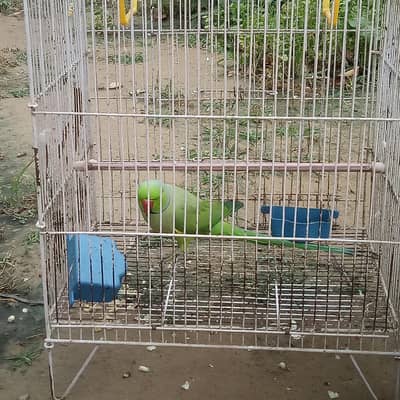 parrot