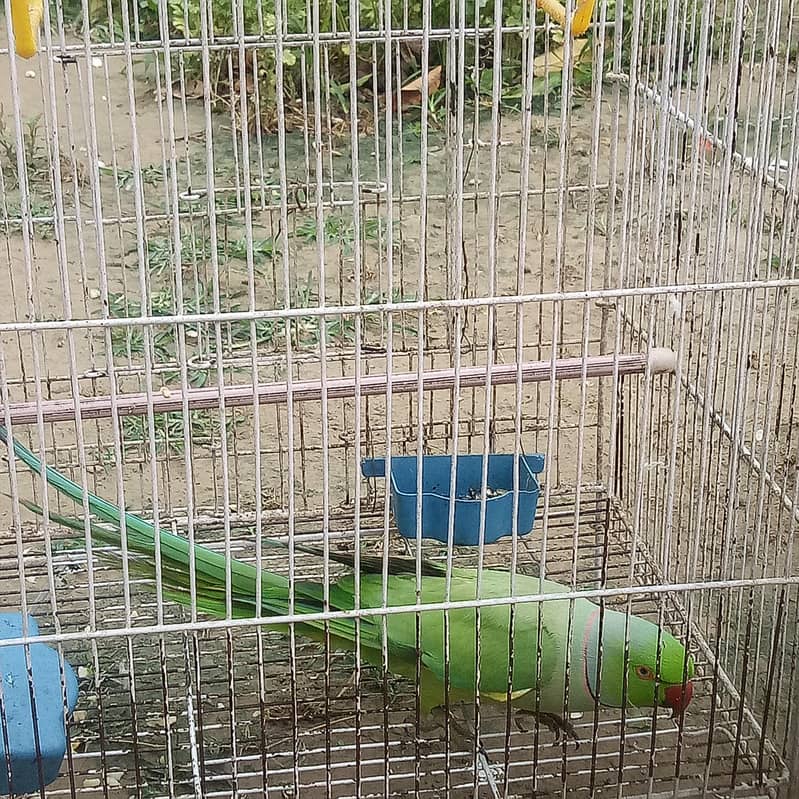 parrot 1