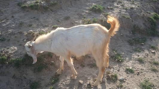 bakra for sale